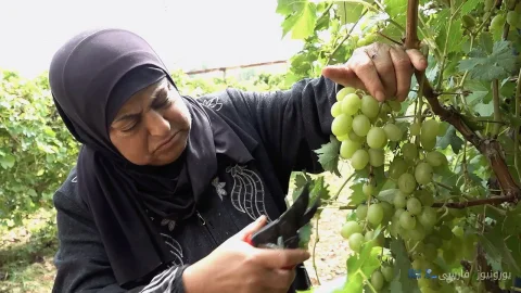 نبرد ذيبة السبع: زنی در برابر سیل استوطنان