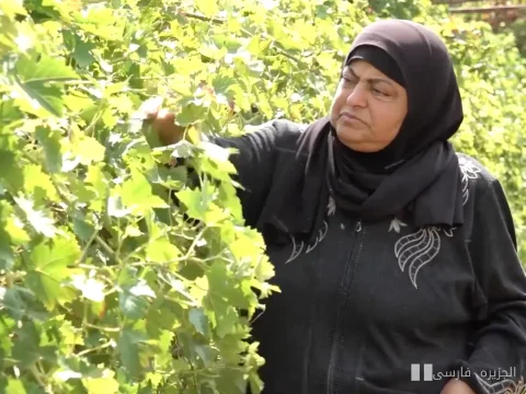 مزارع فلسطینیان در برابر حملات صهیونیستی: نبردی بی‌پایان
