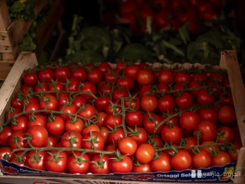 قیمت‌های نجومی گوجه‌فرنگی در مصر؛ آیا بحران در راه است؟