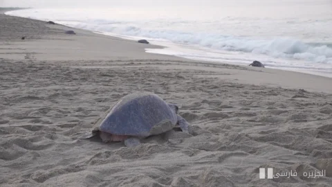 The nesting turtle in the beaches of Mexico has reached its peak