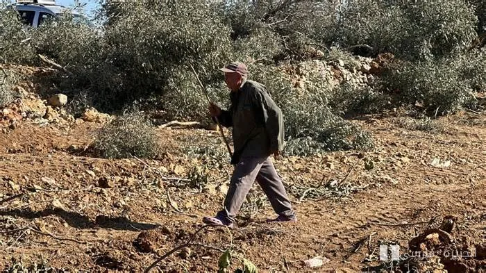 تخریب درختان زیتون فلسطینی‌ها توسط ارتش صهیونیستی در سپتامبر